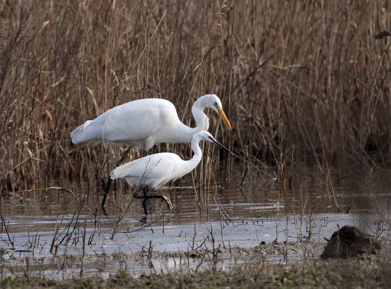 Garzetta - Egretta garzetta